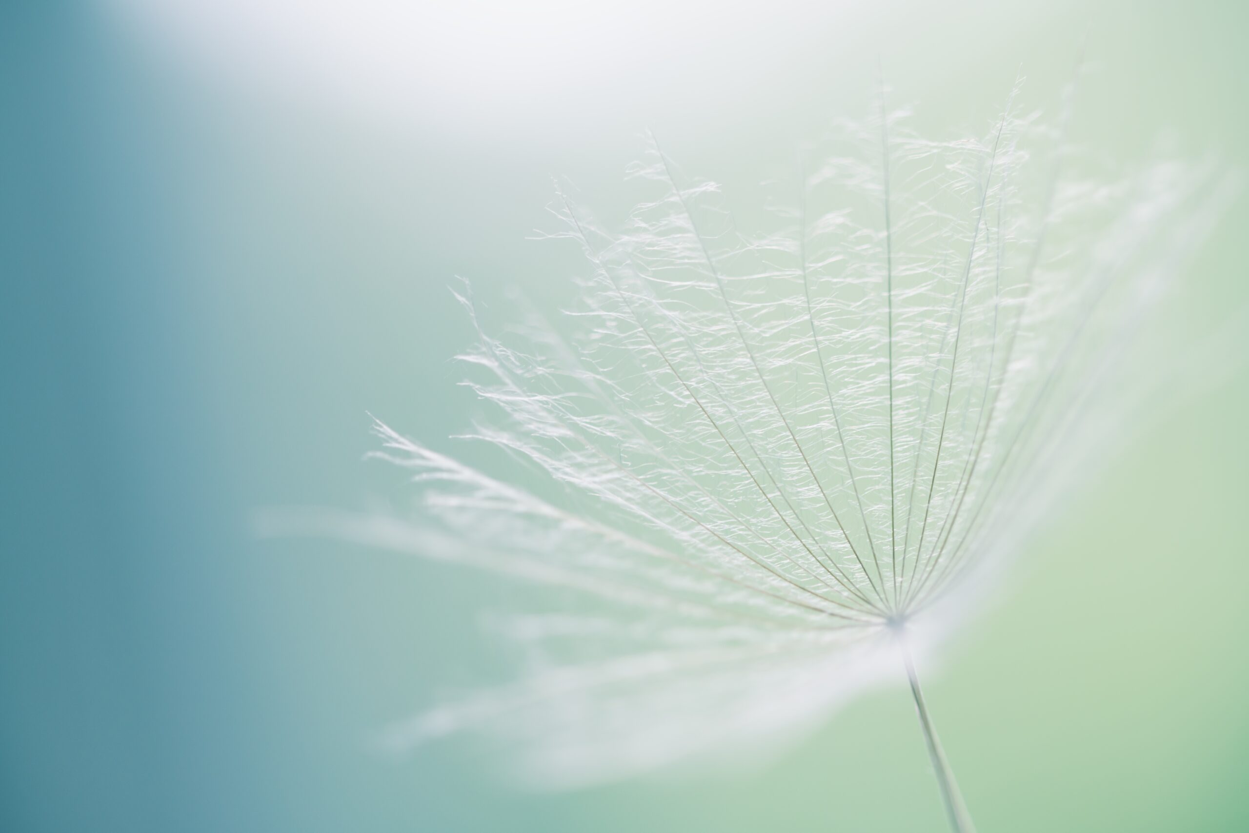 White,Dandelion,In,A,Forest,Against,The,Blue,Sky.,Macro Dandelion